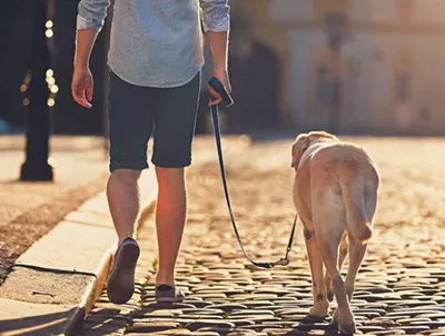 2023 CIPS の包括的な概要 - 防水犬用製品を特集